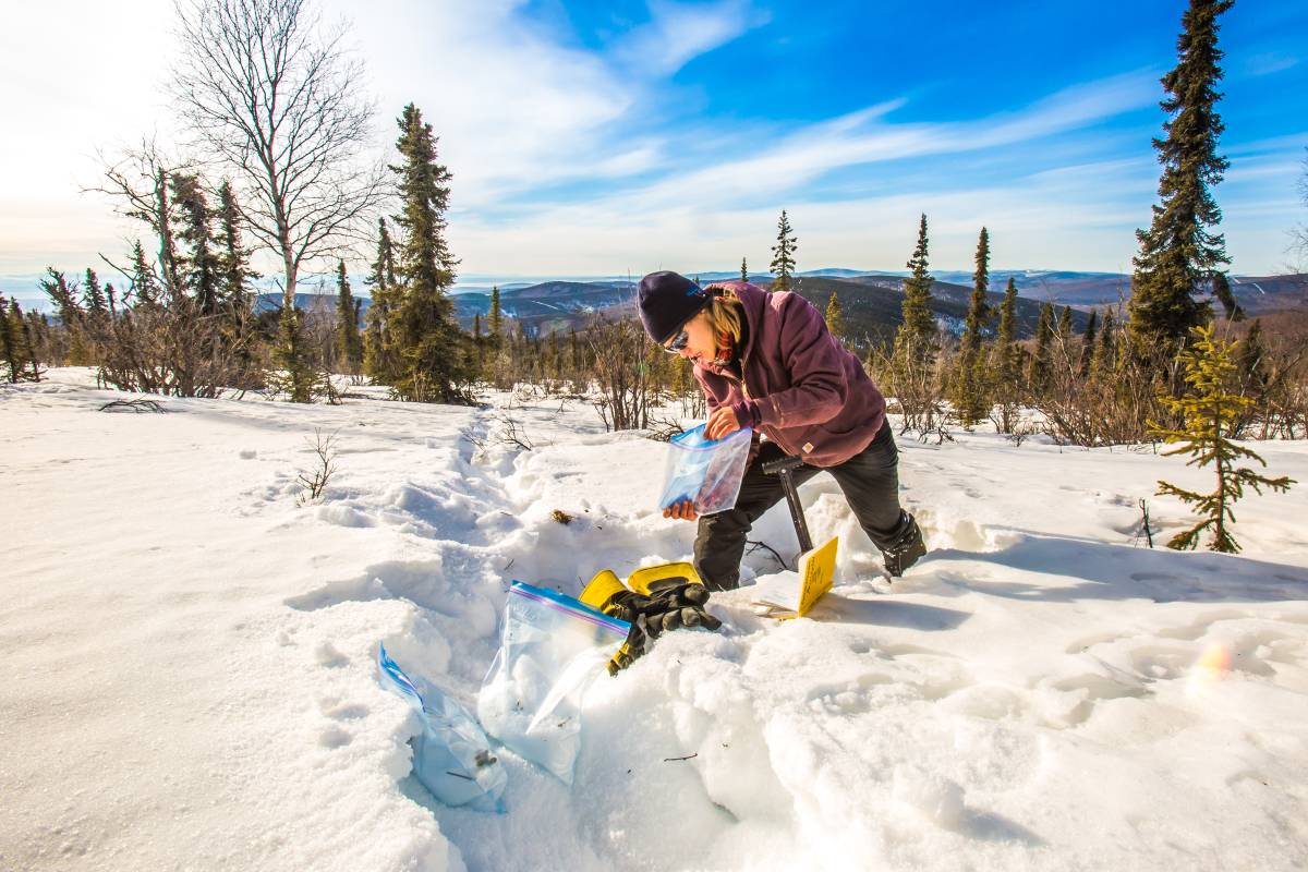 A Ͷע research assistant professor collecting snow samples.